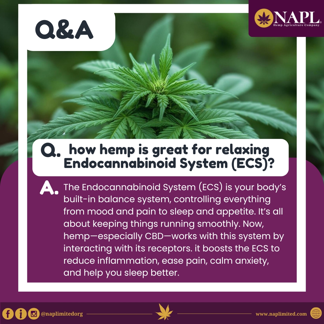naplimitedorg's tweet image. Hemp + ECS = Balance. 🌿💪 Unlock better sleep, less pain, and less stress by supporting your body’s natural rhythm. 🌙⚡ #EndocannabinoidSystem #HempHealing #CBDPower