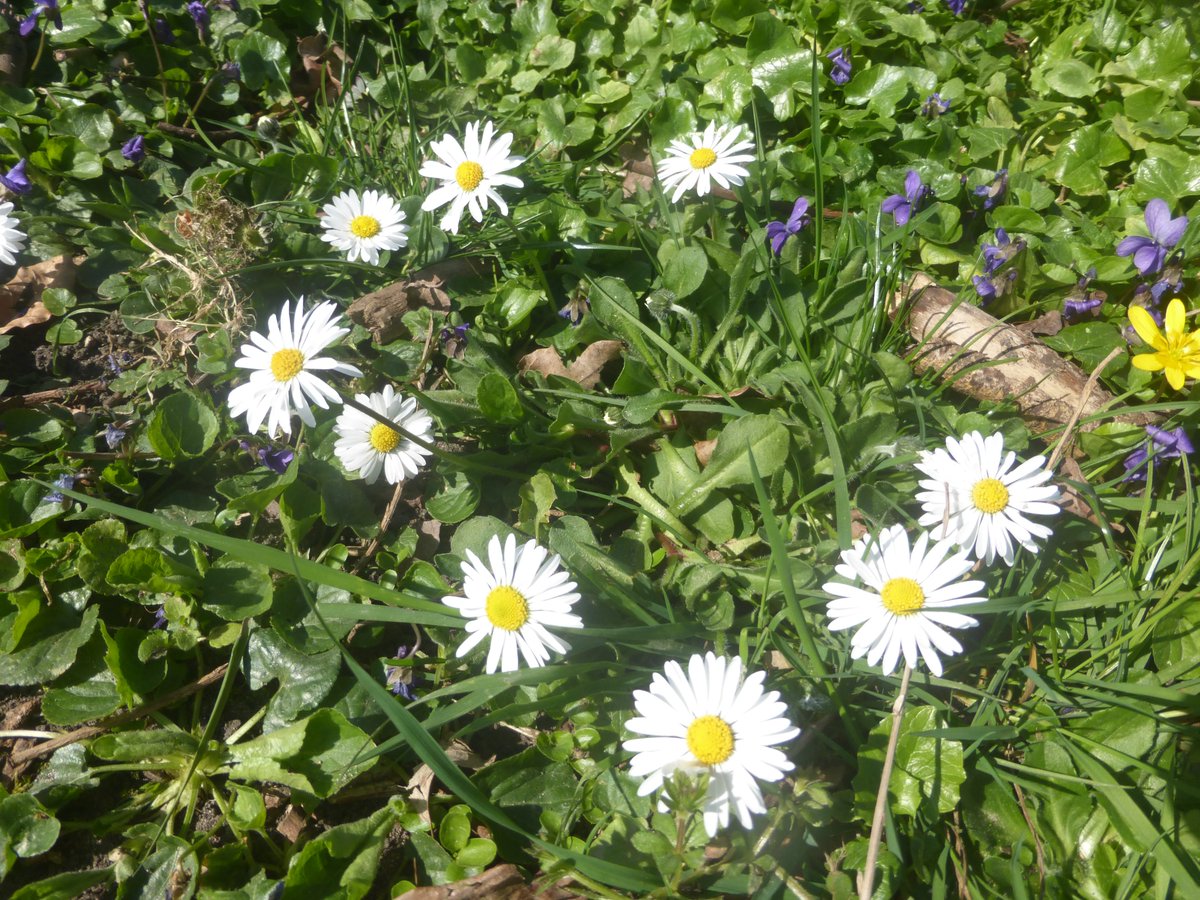 dvanduuren1's tweet photo. Alphabet Challenge      

from: @sheenz_m_ 

This Week's Theme:   
- Oodles -      

#AlphabetChallenge #WeekOforOodles #many #fun #much #photochallenge #inspirational #heleboel #veel #Oodles #lawndaisies #margrietjes #daisies #laagbijdegrond #frogperspective #Photochallenge https://t.co/pImDBULquV