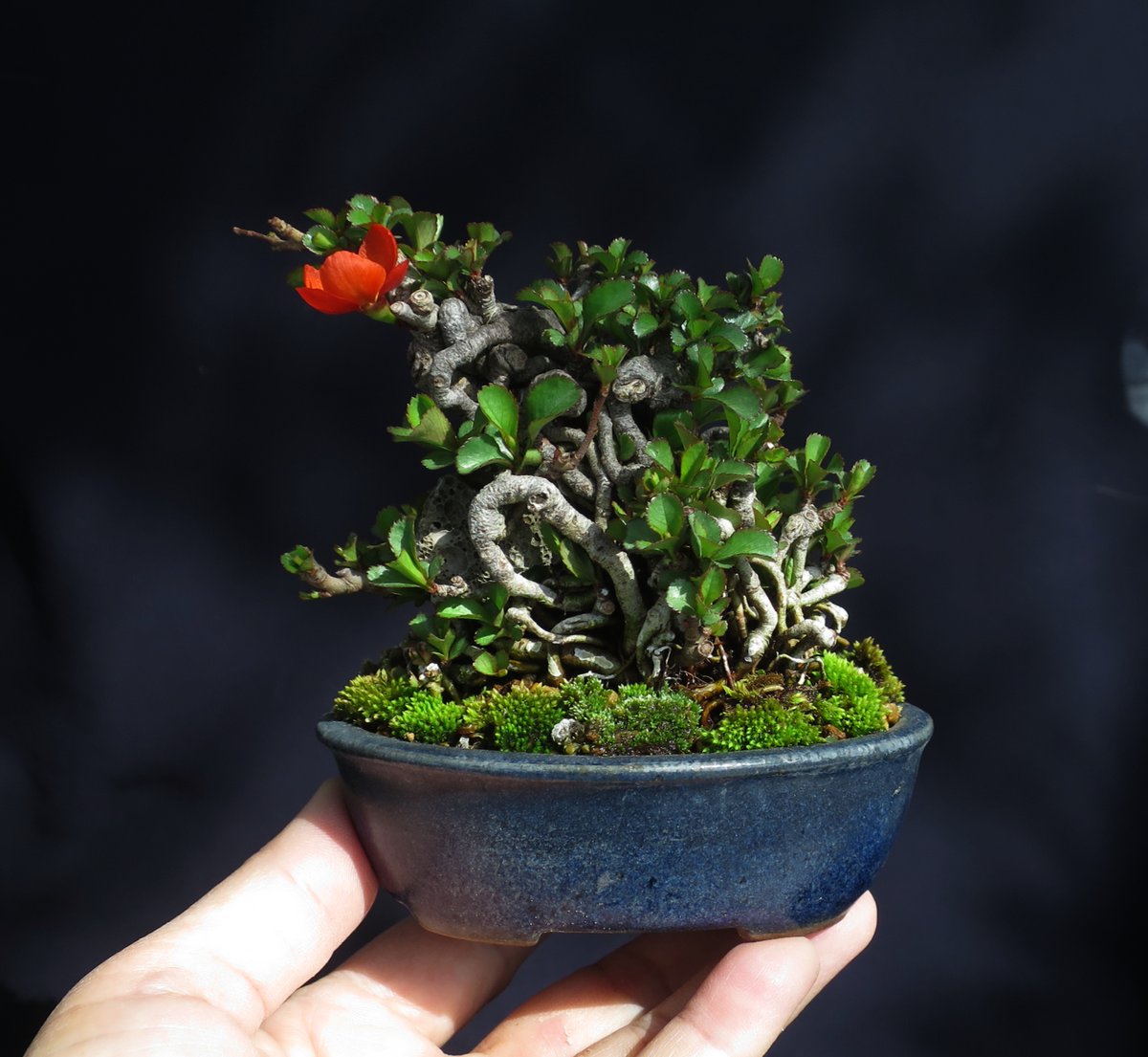 5cm_bonsai's tweet image. #盆栽 #bonsai　石付け長寿梅。5，6年前に作ったはいいが今思うと石がでかかった。サイズ5-7㎝に納めるには石は3,4㎝位が良かったんでしょうか…　小さくするために分解するのもアレなのでこのまま生きてもらいます