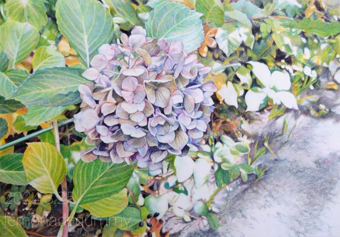 #お花が奏でる私の世界 その時々の気持ちを込めて描きました。お花はいつ見ても癒されますね春が待ち遠しい…#色鉛筆 #色鉛筆画 