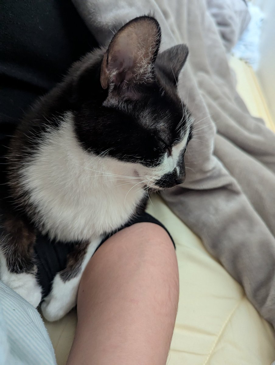 AchtAcht3's tweet photo. 誰かと一緒だと笑顔になっちゃう幸くん定期。
#猫のいる暮らし 
#猫のいる幸せ
#猫をTLに流しちゃおう https://t.co/NOl0pgQZ7l