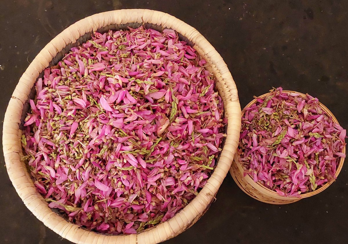 Manaswiini's tweet photo. ଗିଲିରି ଫୁଲ ପକୁଡ଼ି 

#ଗିଲିରି #Giliri 
#seasonal #flowers #fritters 

https://t.co/UYVNB1Naj2

#Odiafood #Odisha https://t.co/i5f0mXiazN