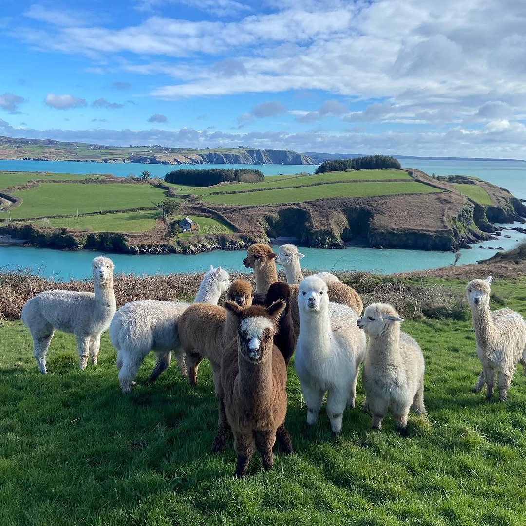 Hiking in Ireland? Great. Hiking with an alpaca? Even better! 😍

Stroll through County Cork’s stunning scenery with Seaside Alpacas - friendly, fluffy guides who set the pace.

🕰 Open daily 10am–5pm
📍 Seaside Alpacas, Union Hall, County Cork
📸 instagram.com/seasidealpacas…