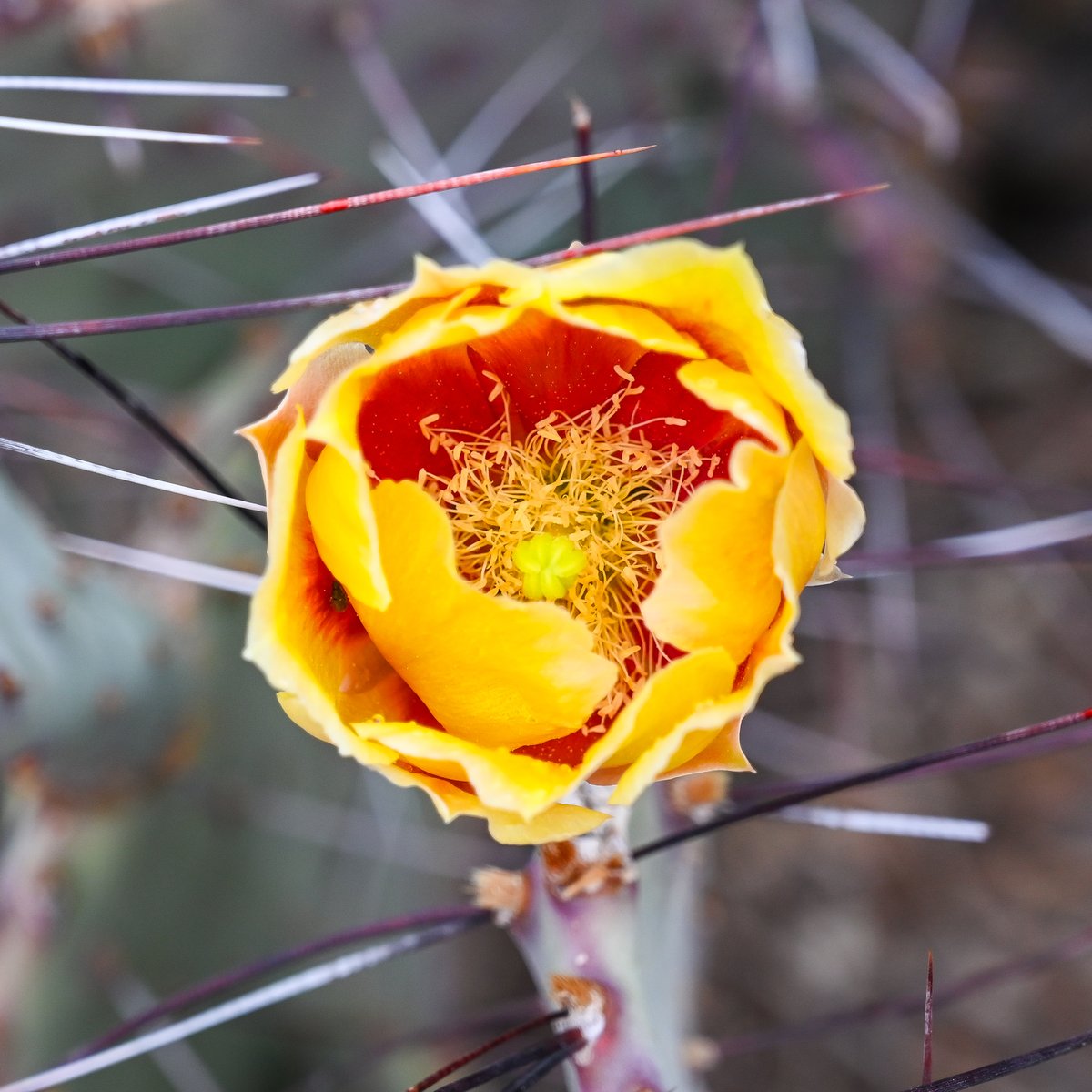 Frank Sengpiel 👨🏼🔬🧠🌵🦋🦉🦊🌺 (@cactusfranks) on Twitter photo Some of the cactus flowers seen in Big Bend National Park in the last couple of days: Echinocereus, Thelocactus, Glandulicactus, Opuntia
<a href="/CactusSucculent/">British Cactus and Succulent Society</a> Some of the cactus flowers seen in Big Bend National Park in the last couple of days: Echinocereus, Thelocactus, Glandulicactus, Opuntia
<a href="/CactusSucculent/">British Cactus and Succulent Society</a>