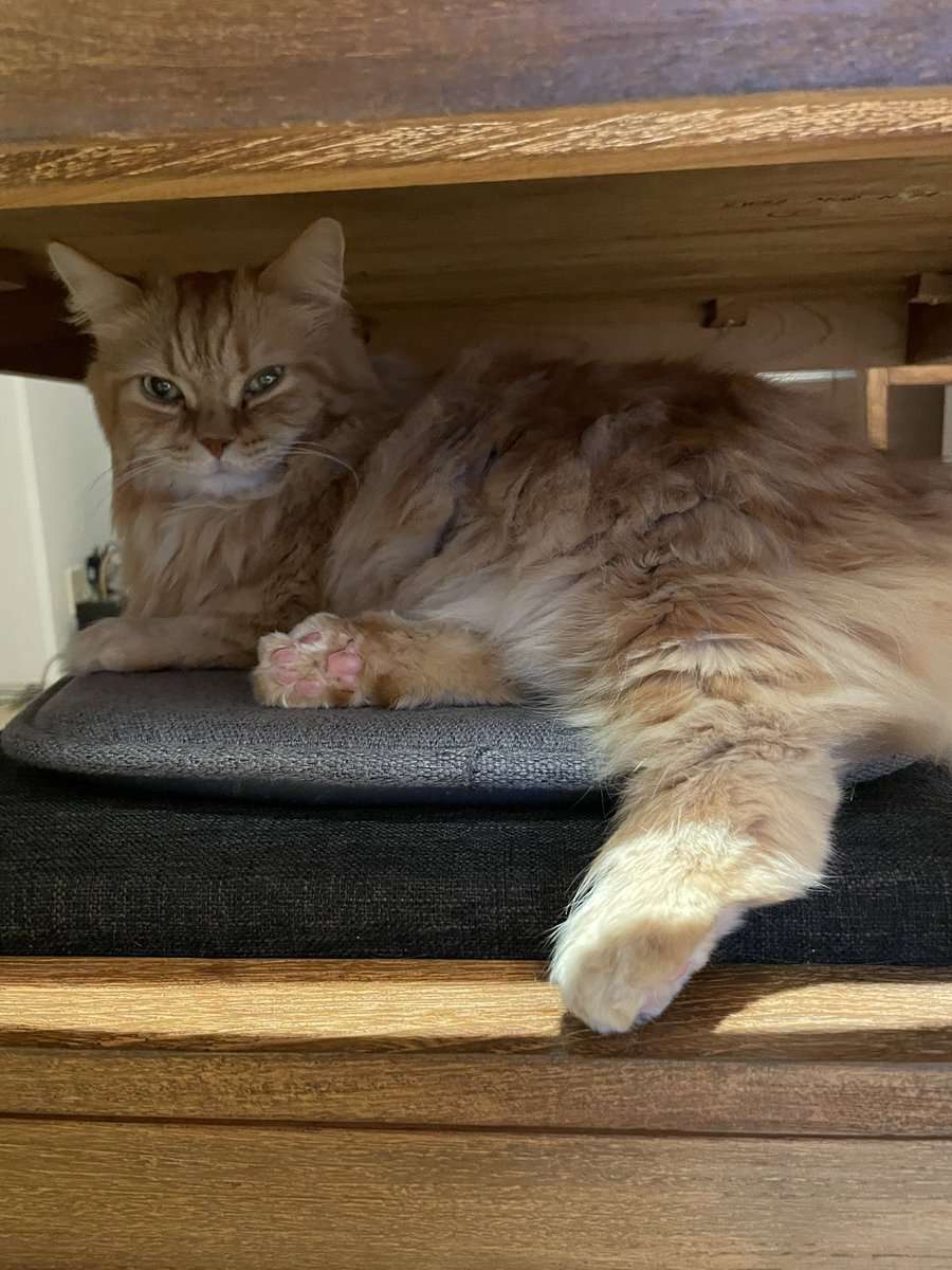kotora214's tweet photo. 「なんだにゃ？？」
#ことら日記 #こつ #猫 #ねこ #マンチカン #猫好きさんと繋がりたい #cat https://t.co/NZUH99q6iy