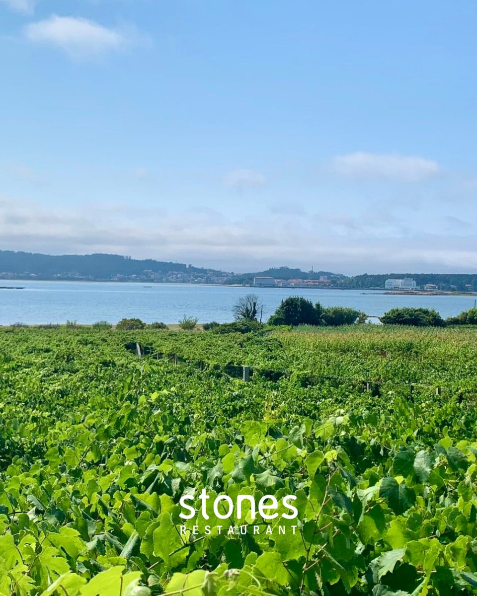 🇪🇸 New wine coming soon at Stones…

From Spain’s Galicia region, Via Barrosa Albarino. Ripe citrus fruits throughout with notes of orange blossom, tangerine and peach. A fresh zippy finish with those tell-tale saline hints... 

#newwine #albarino #galicia