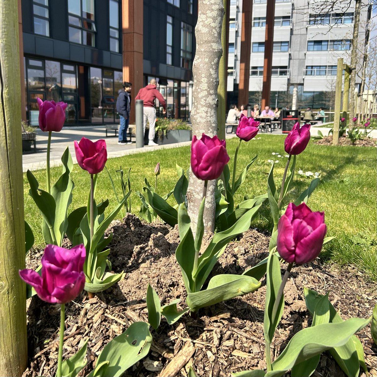 Spring is in full bloom on campus! 🌸🌿