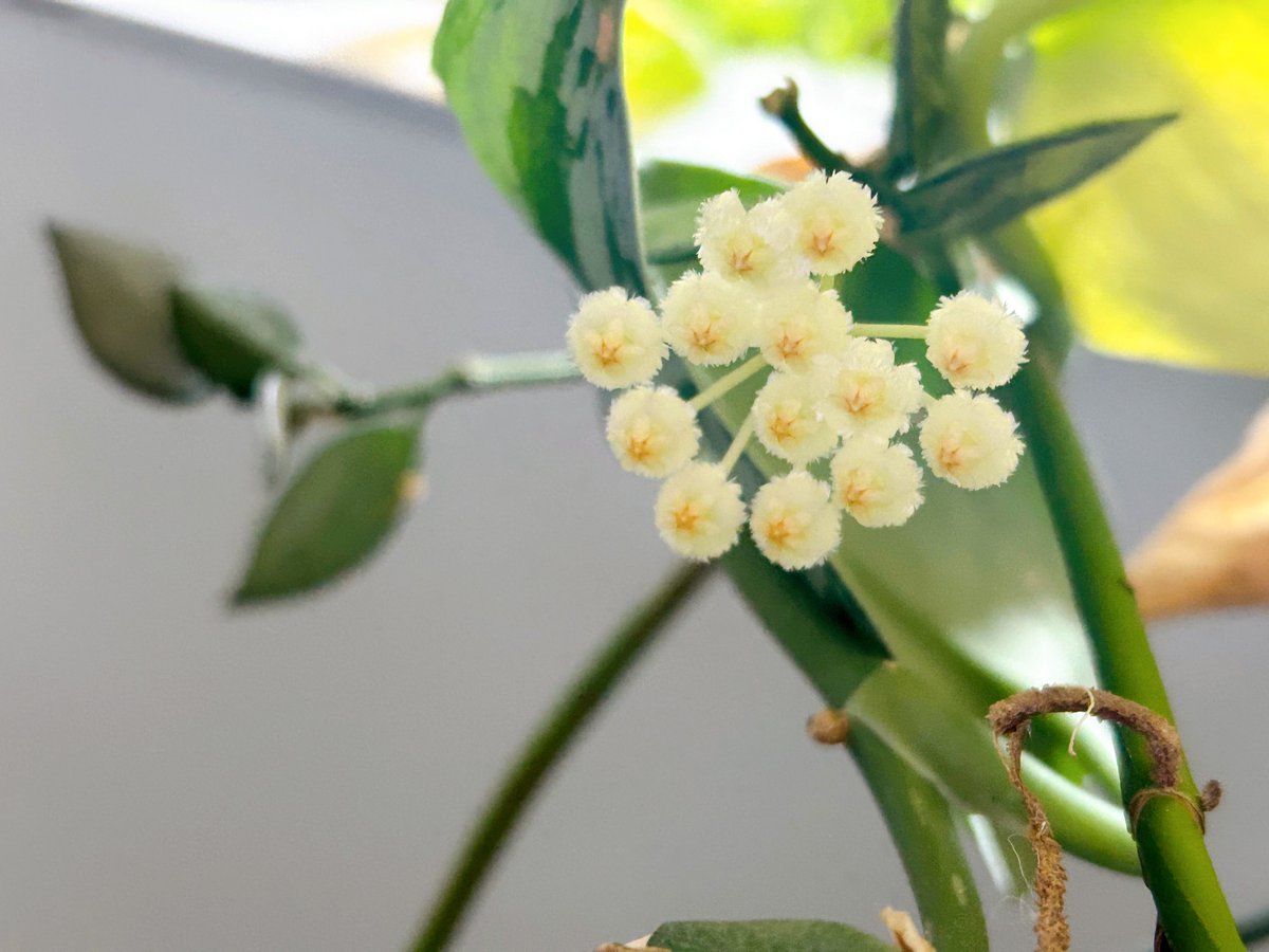 방에서 꽃냄새 나서 내가 또 화장품 깨트린줄 알았는데 범인 얘였다
나 이제 호야 잘 키우는듯;;;