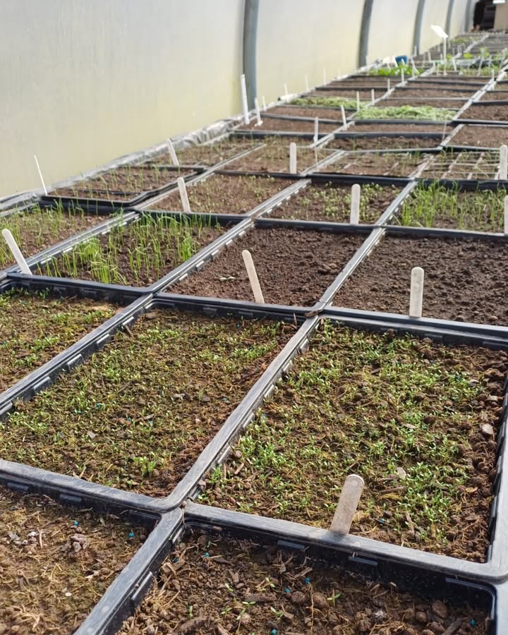 🌱 Seed sowing workshop 🌱 Join the Walled Garden Team and learn how to sow a range of seeds, annuals and perennial, flowers and vegetables! 🌼 

Get hands on preparing compost, filling seed trays and sowing the seed, ready to take home and germinate. 

🎟️ bit.ly/Springspectacu…