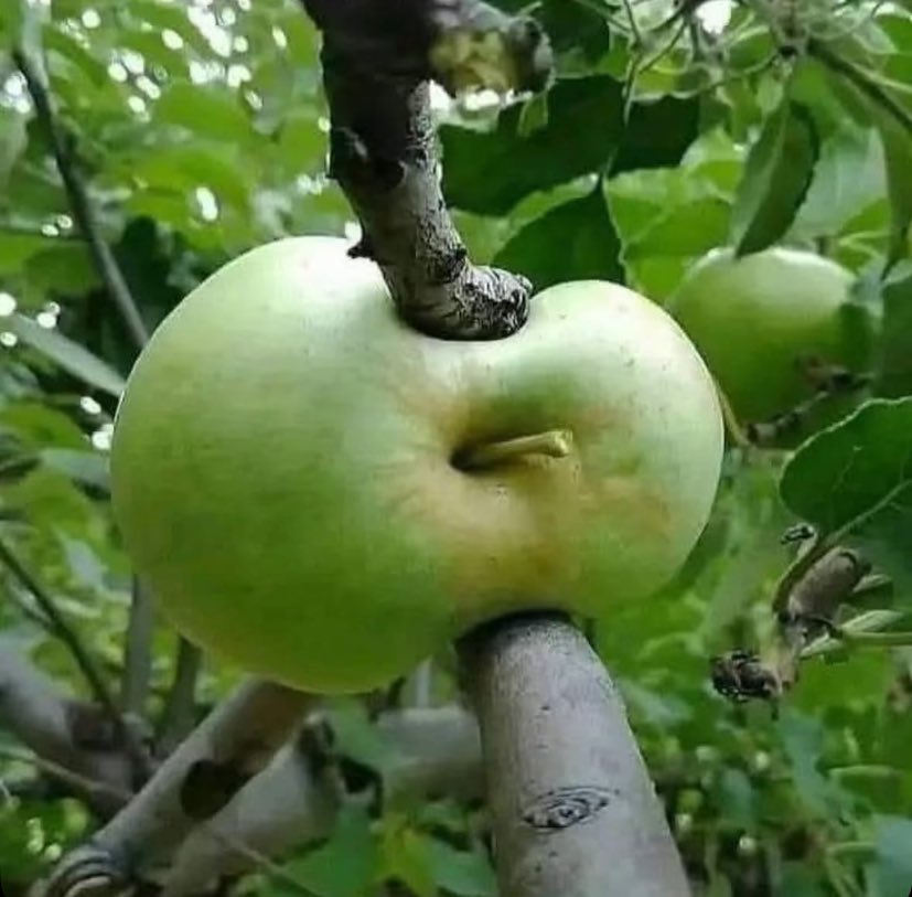 التأقلم في المكان الذي لا يليق بگ 
يشوّهك مهما كنت جميلًا 😑

،

،

،

،

#مساء_الخير_والسعاده 🤍