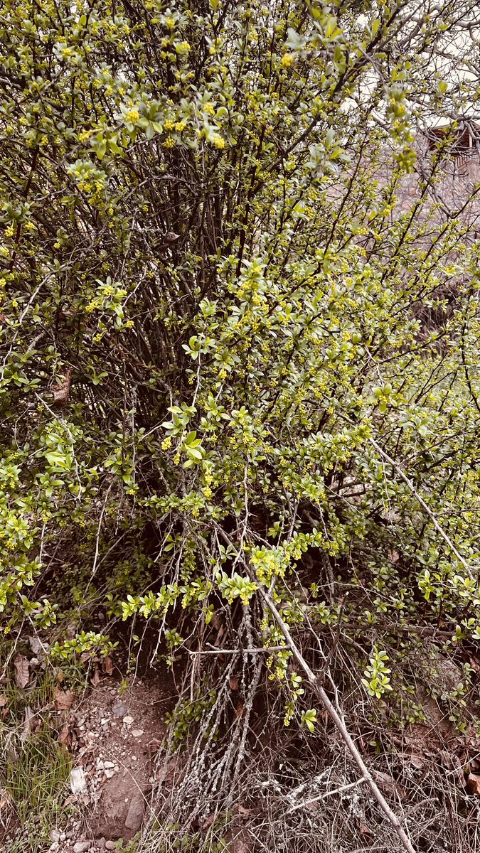 DrKinis's tweet photo. #Berberis vulgaris L. https://t.co/xu3LIOgCqH