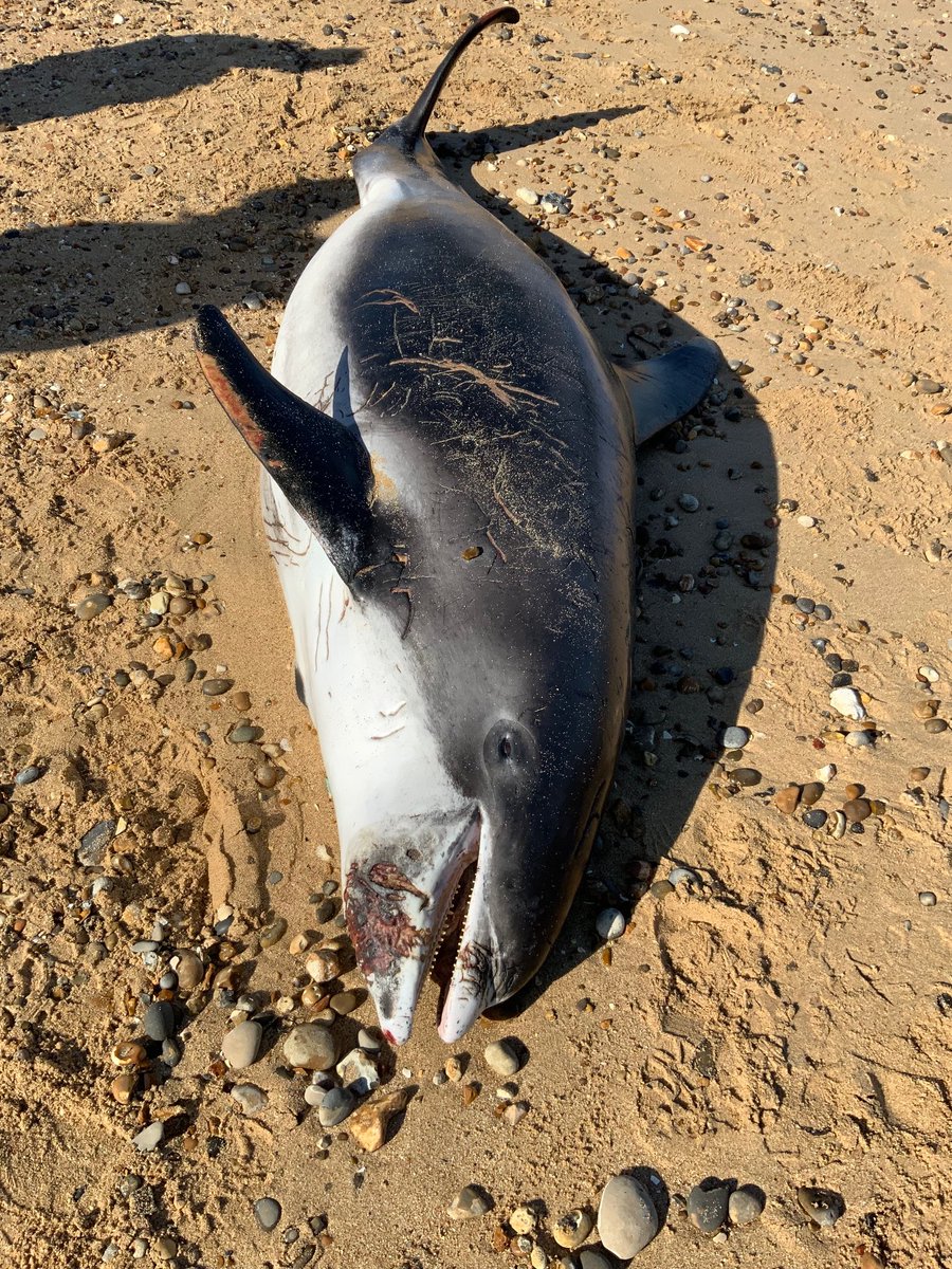 strandings_man's tweet image. Heading back to @ZSLScience from Kent with this adult female white-beaked dolphin onboard. Found dead stranded at Sheerness, Kent yesterday- amazing recovery effort by our friends at @BDMLR! #CSIOfTheSea examination later today with the rest of the CSIP team, more to follow soon.