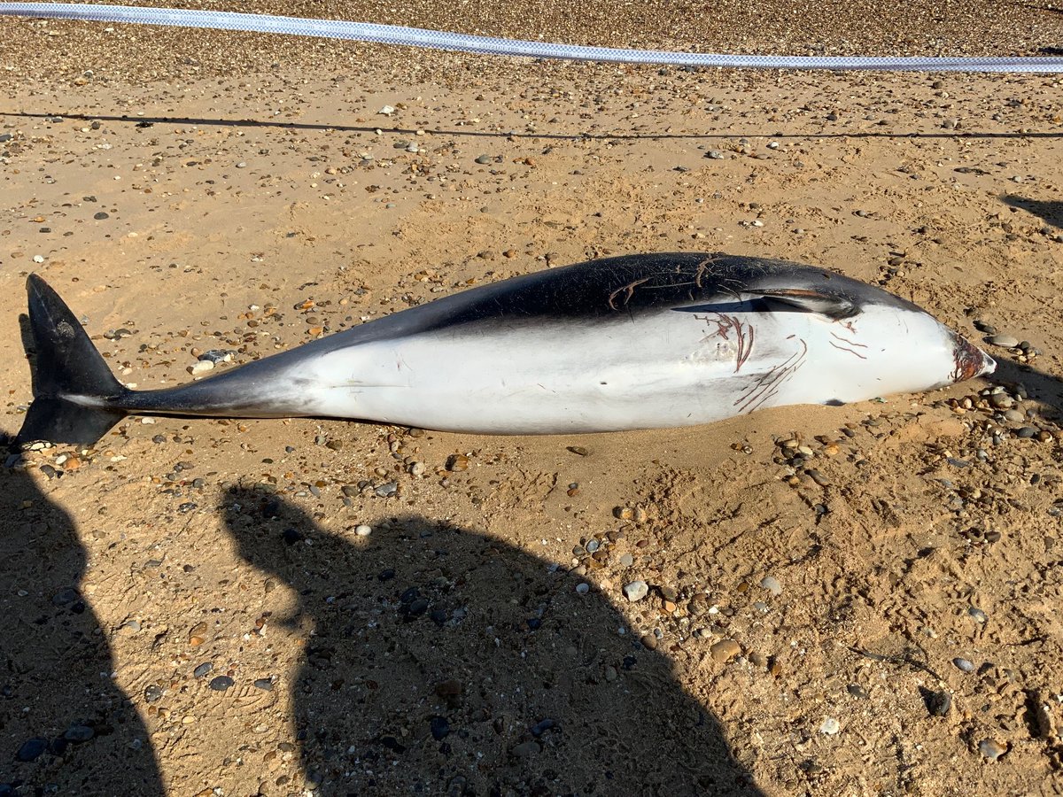 strandings_man's tweet image. Heading back to @ZSLScience from Kent with this adult female white-beaked dolphin onboard. Found dead stranded at Sheerness, Kent yesterday- amazing recovery effort by our friends at @BDMLR! #CSIOfTheSea examination later today with the rest of the CSIP team, more to follow soon.
