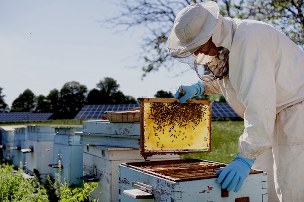 Bees For Life (@BeesForLifeBe) / Posts / X
