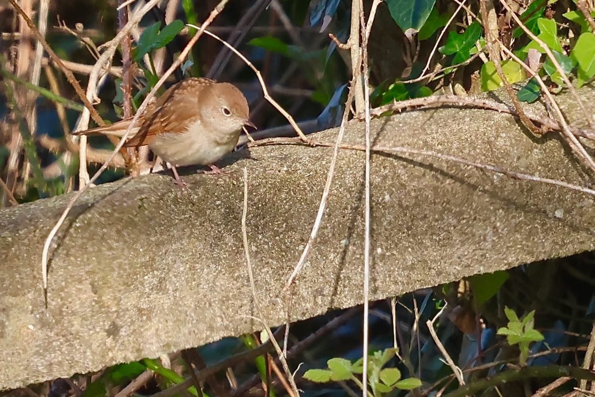 Nightingale @ The Swing Garden, Helvick Head, Co. Waterford on 06th, April, 2025.
Elusive, Rare &amp; Superb Singer!