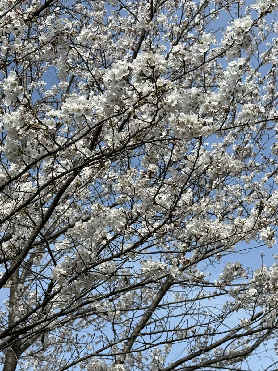 d_date's tweet image. See you soon #tryswift