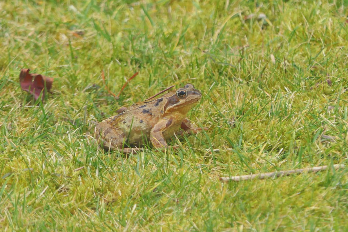 Just a few of the many birds we've spotted on the feeders this week—such a joy to watch them! And this morning’s surprise visitor? A toad on the lawn! Nature is always full of little delights here at Pilmuir Cottage. 😊 

#HighlandWildlife #PilmuirCottageMoments #PilmuirCottage