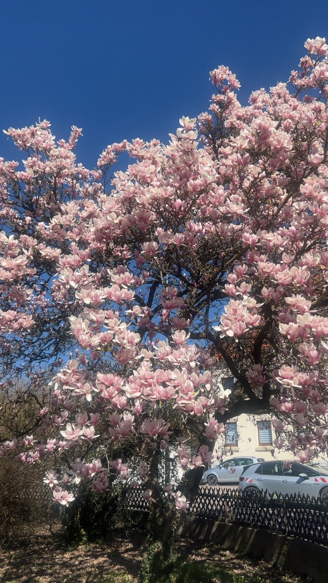 Frühling 🤍