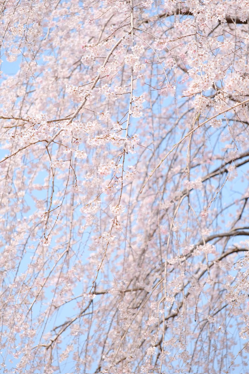 쏟아져 내릴듯이...🌸