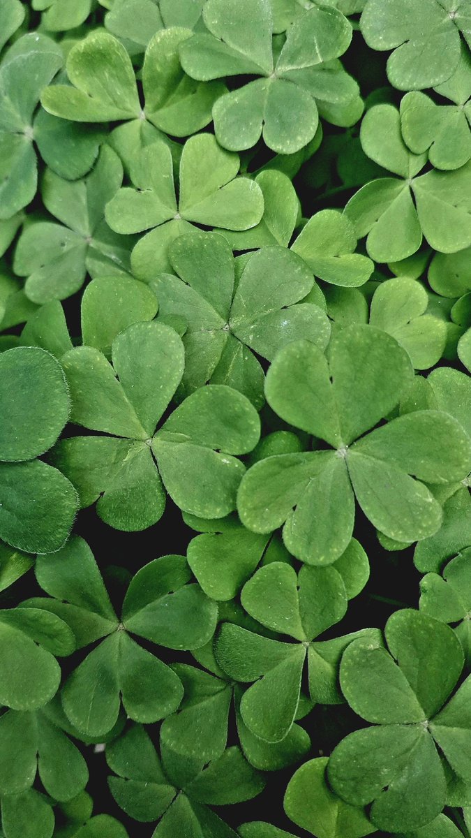 "Duyusal bir şey gibi derinden hissediyorum doğa ile aklın etrafımda ve içimdeki sınırını"
Hermann Hesse🍃Ağaçlar 
#MaviAyraç