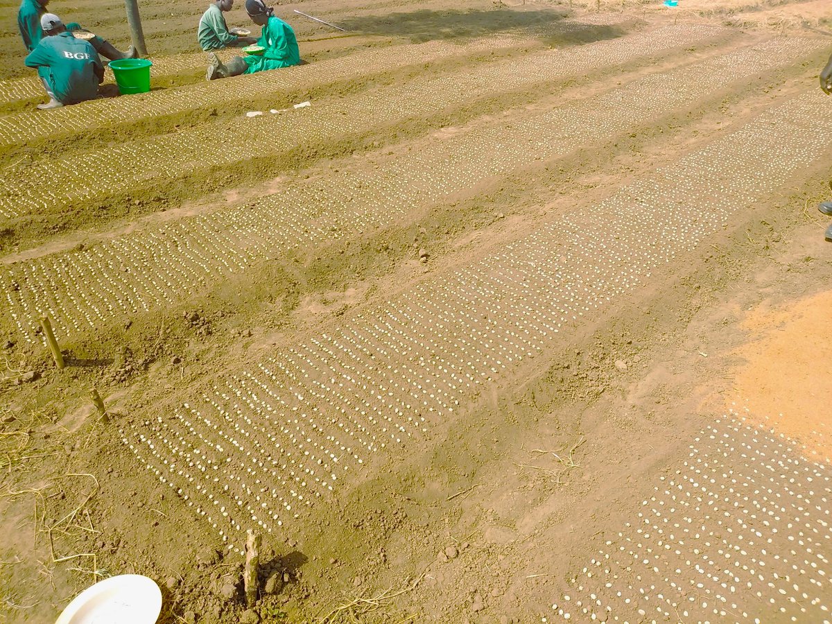 BetterglobeF's tweet photo. Every forest starts in the nursery. From soil prep to seedling care, our teams nurture trees until they're ready to thrive in drylands. This is the heart of our reforestation mission.
#TreeJourney #GreeningDrylands #SustainableForestry #SustainableForestry #GreenAfrica #Drylands https://t.co/cFdSbazVMv
