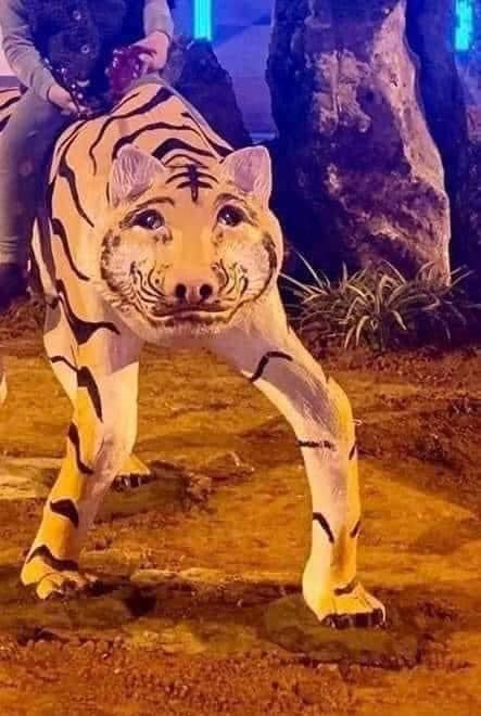 INSEQUENCES's tweet photo. wn. Bangunkan harimau di dalam jiwamu! Harimauku : https://t.co/twdiJMKHwL