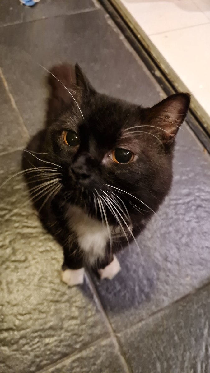 chiciky2's tweet photo. @kochengfs Nder mau ga sama kucing ku? Tuxedo cat 
dom sawangan. https://t.co/izLKa7LaUA