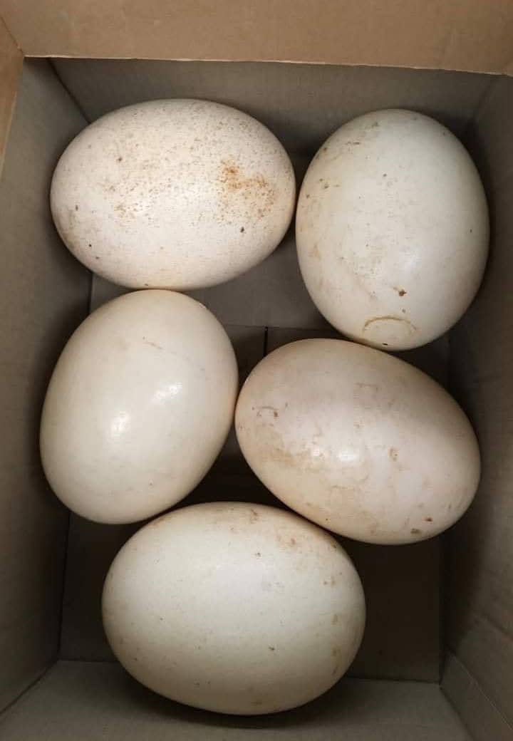 I went ostrich egg hunting ⛏️

Why?
Because @KnightsonBase is cooking up something wild with this concept in their upcoming RPG.

It was actually fun interacting with these chaotic ostriches😅

Now I totally get why #KnightsonBase is so obsessed with them!