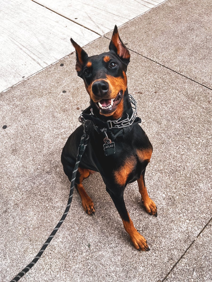 Bark tweet media