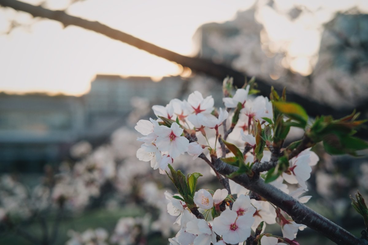 普段自分のことを無趣味だと思ってるけど、たまにカメラを持ち出すと全然そんなことないよと思う。写真、いい趣味だなぁ。