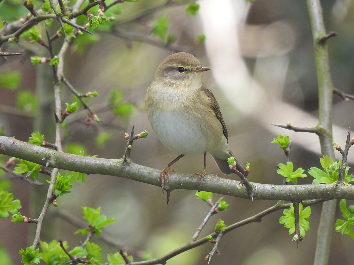 Chiffchaff at Brooklands, Snodland 7/4/25