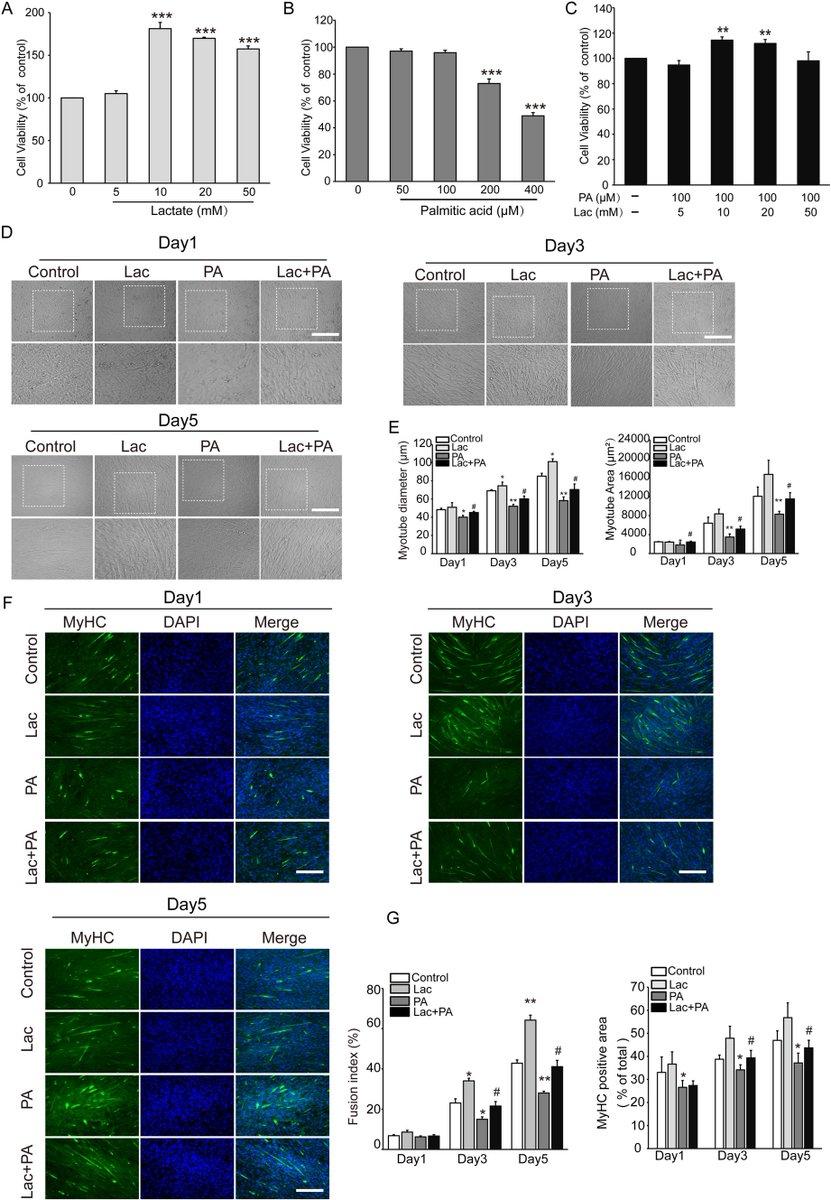 JPBY_official's tweet photo. #Lactate ameliorates palmitate-induced impairment of differentiative capacity in C2C12 cells through the activation of voltage-gated calcium channels https://t.co/raN4qTGXhx
#Palmitic_acid #C2C12_cell_differentiative_capacity #Skeletal_muscle #Voltage_gated_calcium_channels https://t.co/hLWIilXu06