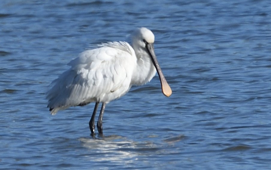 Pleased to have seen the Spoonbill at Wistone Res this morning having missed all previous records there of this bird. Also present 6/7 Little Gulls, Shelduck and two Common Terns <a href="/Hertsbirds/">Herts Bird News</a>