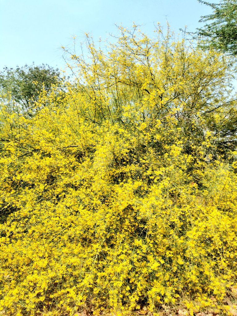 As one approaches Ambience Mall, Vasant Kunj, one meets many a Jerusalem thorn trees (Parkinsonia aculeata), bedecked with fragrant yellow flowers! The tree is native to southern US/northern Mexico. It is also known as palo verde(green tree) due to its characteristic green trunk.