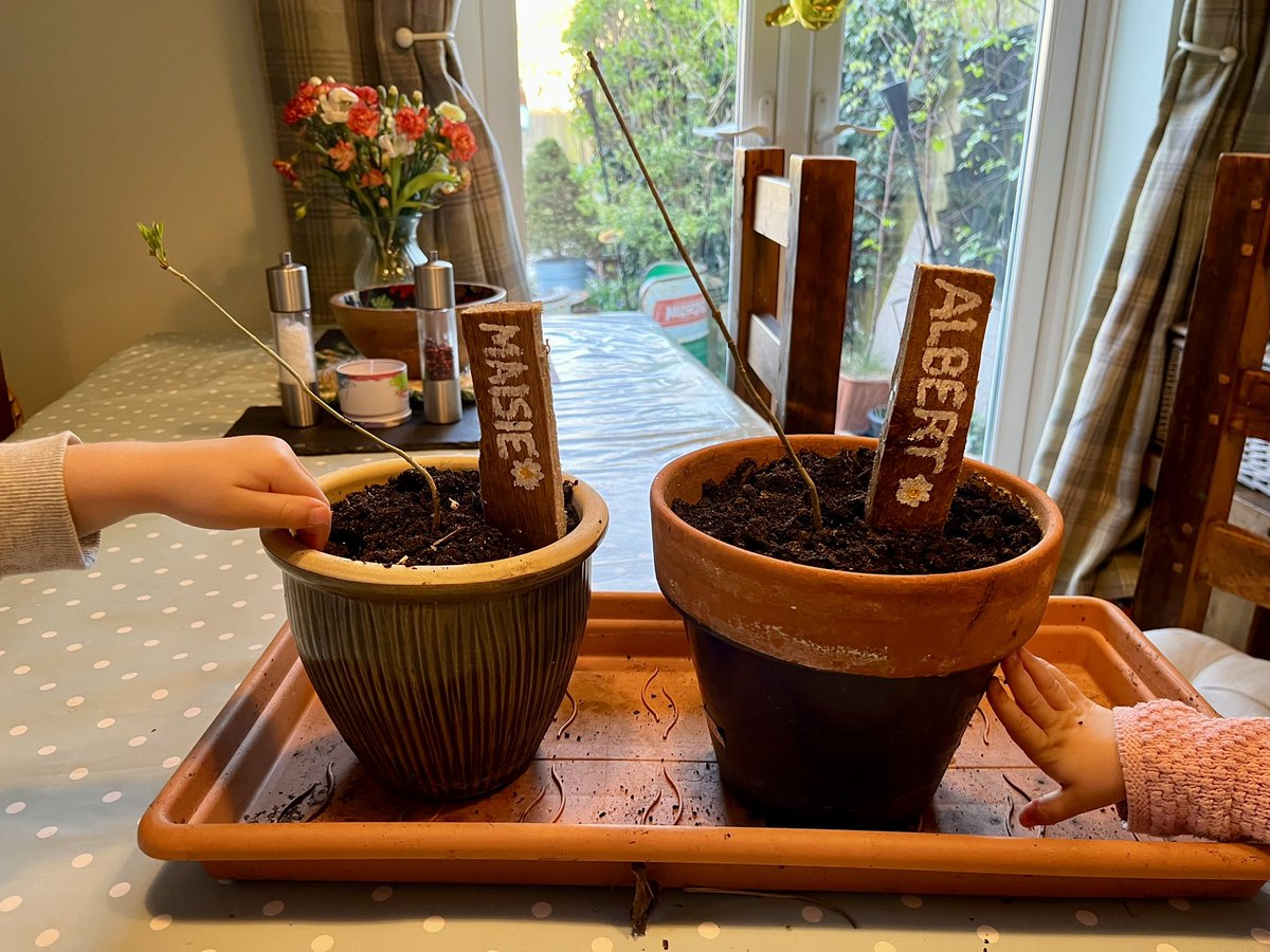 CoolUpcycled's tweet photo. Celebrated the kids’ birthdays with our annual guerrilla tree planting! This year: ash saplings, hand-painted name sticks, and muddy boots. A small act, big roots. #TreePlanting #EcoKids #UKNature

https://t.co/fR4H3Ig6Yq https://t.co/lvvIHe7QdD
