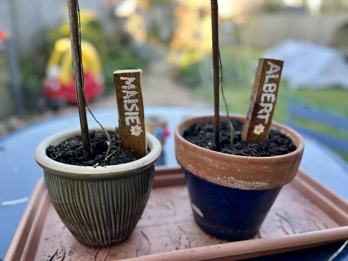 CoolUpcycled's tweet photo. Celebrated the kids’ birthdays with our annual guerrilla tree planting! This year: ash saplings, hand-painted name sticks, and muddy boots. A small act, big roots. #TreePlanting #EcoKids #UKNature

https://t.co/fR4H3Ig6Yq https://t.co/lvvIHe7QdD