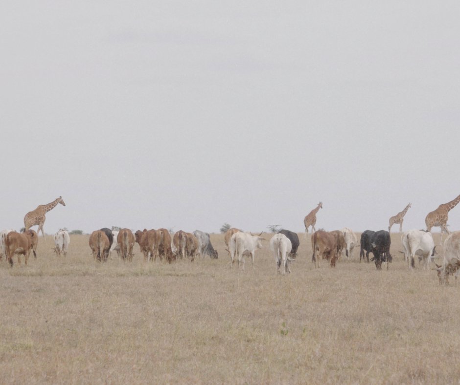 Stunning stills from The Battle for Laikipia - a powerful documentary exposing the realities of land injustice, colonial legacy, and climate change in Kenya.

Join us for our exclusive screening and panel discussion on Tuesday 15th April! 

🔗Link in bio
