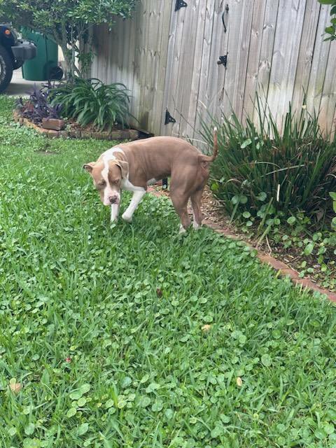 Found Dog 🚨 

no collar, walking near Academy Drive in Metairie by the Lakefront. 

DM if you have any information and or proof of ownership! 

Please RT - hope he can return home before tonight 🙏
