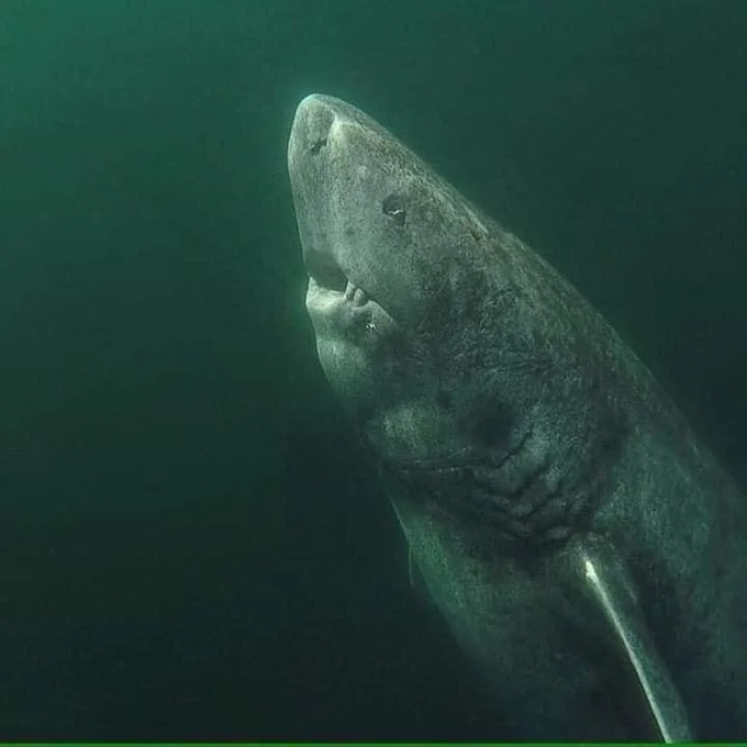 Polanco_IA's tweet photo. 7. Un tiburón de Groenlandia de 397 años en el Océano Ártico, vagando por el océano desde 1627. https://t.co/WKwwazmsf0