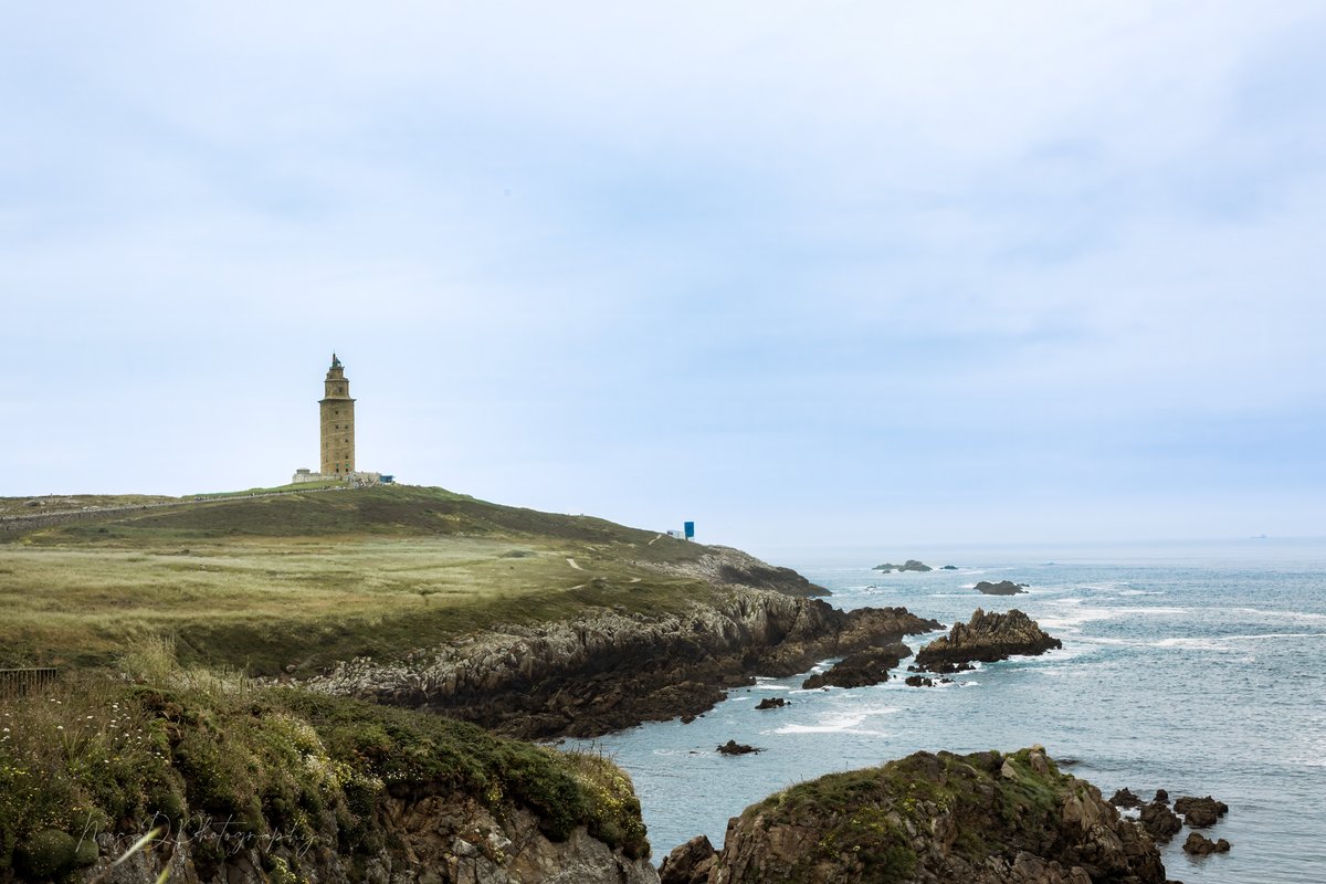 MissDPetography tweet media