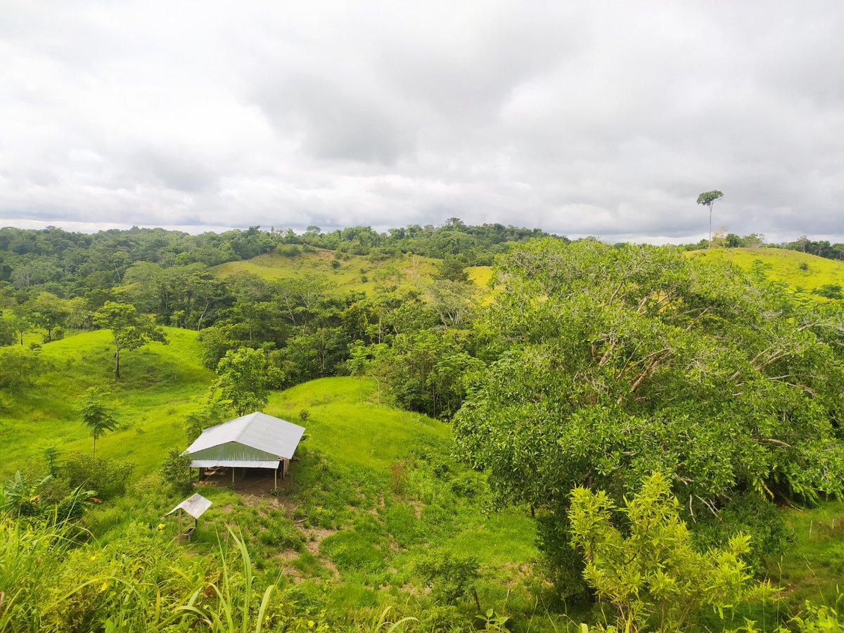 Col_Sostenible1's tweet photo. #FelizMartes con esta bella imagen📸 desde el Magdalena Medio donde promovemos la conservación🌱   de ecosistemas estratégicos en el desarrollo del proyecto 🌳🦋Bosques con Alas de Yondó que adelantamos con @fcolombiaenpaz y @fconvida 🇨🇴🕊️ https://t.co/BJ2PnppxnS