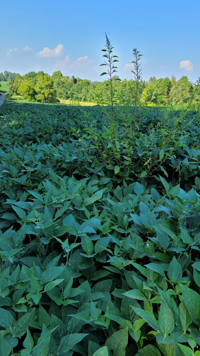 North Central Weed Science Society (@ncweedscience) on Twitter photo Waterhemp defeats kochia to claim the 2025 NCWSS Weed Tournament Championship! 🏆🎉 Thank you to all those that voted and made this years tournament a success! Congratulations to waterhemp! <a href="/WorldofWeeds/">WSSA</a> <a href="/WSSA_GSO/">WSSA | GSO</a> <a href="/NE_WeedSci/">Northeastern Weed Science Society</a> <a href="/WSWeedSci/">WSWS</a> <a href="/SouthWeedSciSoc/">SouthernWeedScienceSociety</a> <a href="/CropNetwork/">Crop Protection Network</a> Waterhemp defeats kochia to claim the 2025 NCWSS Weed Tournament Championship! 🏆🎉 Thank you to all those that voted and made this years tournament a success! Congratulations to waterhemp! <a href="/WorldofWeeds/">WSSA</a> <a href="/WSSA_GSO/">WSSA | GSO</a> <a href="/NE_WeedSci/">Northeastern Weed Science Society</a> <a href="/WSWeedSci/">WSWS</a> <a href="/SouthWeedSciSoc/">SouthernWeedScienceSociety</a> <a href="/CropNetwork/">Crop Protection Network</a>