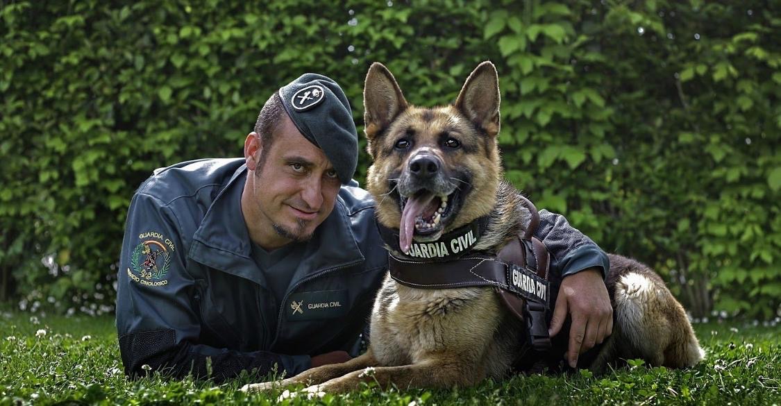 guardiacivil's tweet photo. #EfemeridesGC | El 8 de abril de 1948 se publicó una circular con instrucciones sobre el uso del perro.
Actualmente, el Servicio Cinológico y Remonta (#SECIR) es la especialidad de la #GuardiaCivil que emplea el perro en la prestación del servicio al ciudadano. 🐕❤️ https://t.co/X45E7bnDyC