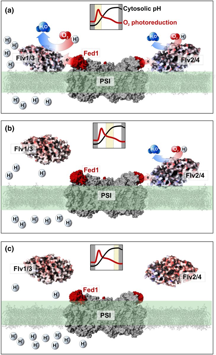 FDPs associate pH-dependently with the thylakoid membrane for Fed1 powered O2 photoreduction

Nikkanen et al.

📖 nph.onlinelibrary.wiley.com/share/PFNG7VRT…