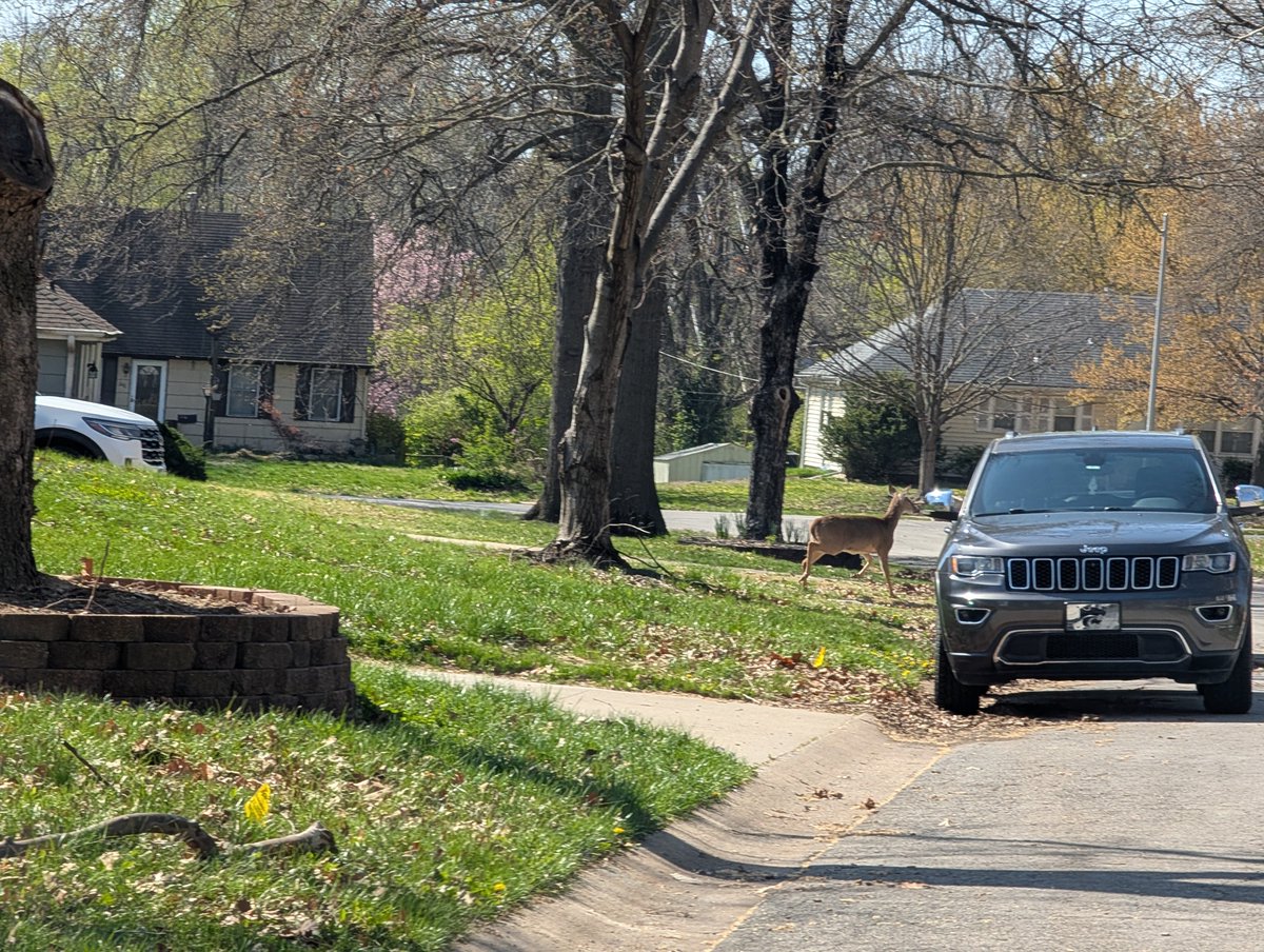 Dear <a href="/RockstarGames/">Rockstar Games</a> LS Tourist Board, I've taken a daily picture of a Deer (in my neighborhood) would appreciate my $20,000 cash payment, thanks.