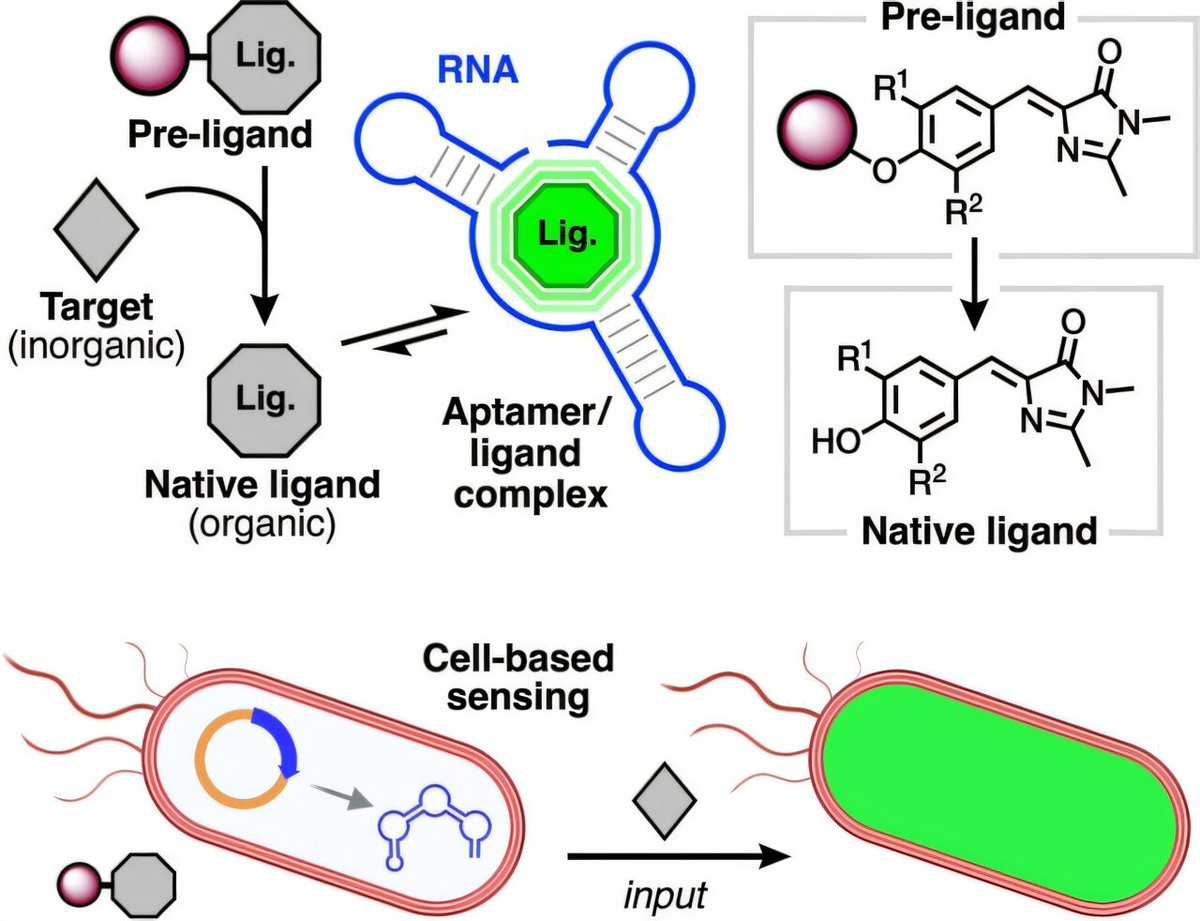 RNA transformed into biosensor for detecting health-related chemicals phys.org/news/2025-04-r…