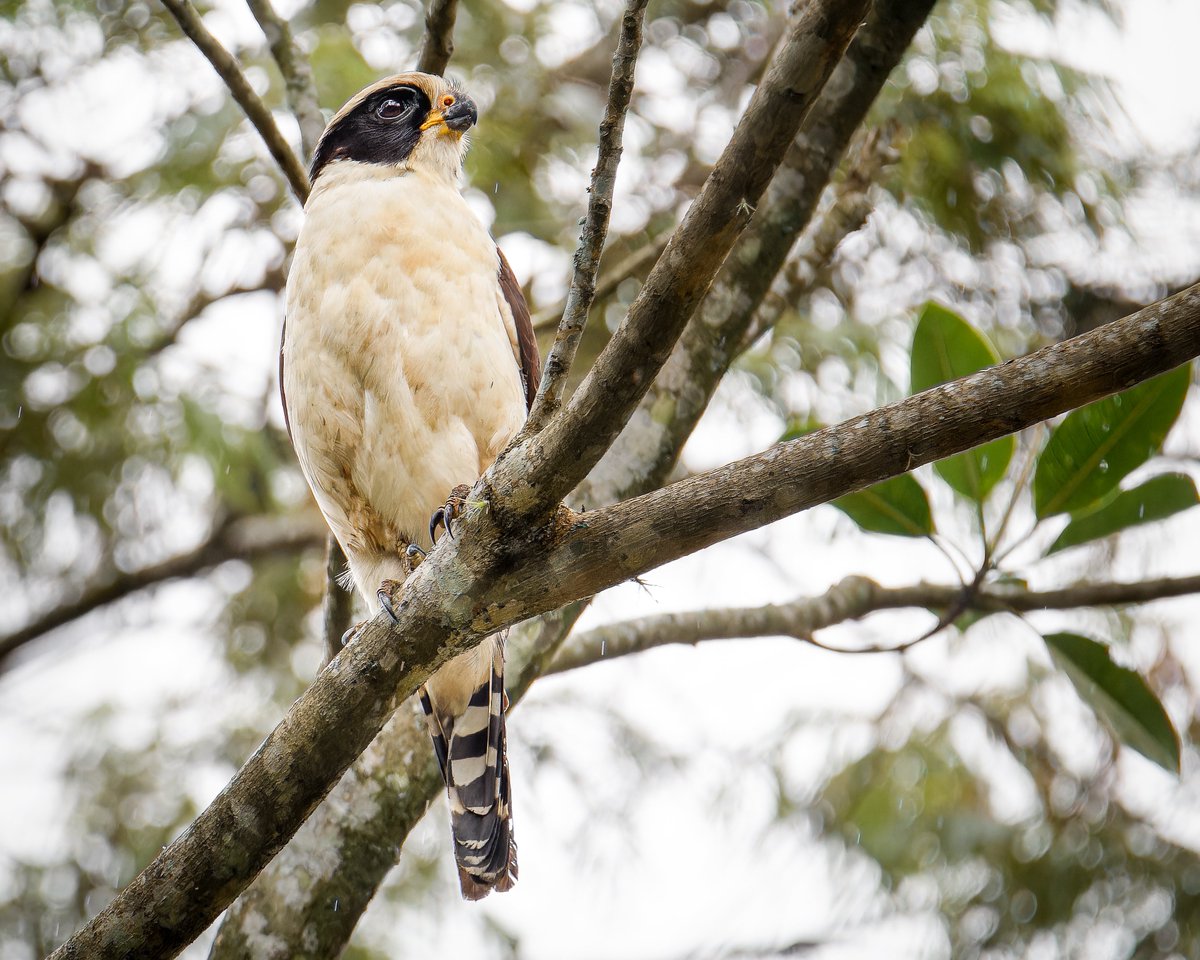 dfnaturephotos1's tweet photo. Hace mucho quería ver a este señor, y cuando lo vimos en Santa Maria, Boyaca me dio mucha alegría, se dejo tomar unas buenas fotos

Halcón reidor
Herpetotheres cachinnans
Laughing Falcon

#birding #birdphotography #TwitterNatureCommunity #NaturePhotography #FelizLunes https://t.co/FaJeMywRfv