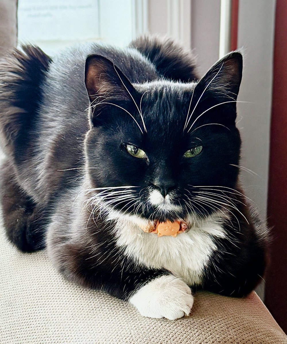 After months of keeping her under wraps, it's time to officially introduce… HALO Kitty🐱

Morale officer, nap supervisor, and all-around hangar queen.

Follow our instagram account (haloairambulance) for her behind-the-scenes adventures!😻

#HALOKitty #HALOAirAmbulance