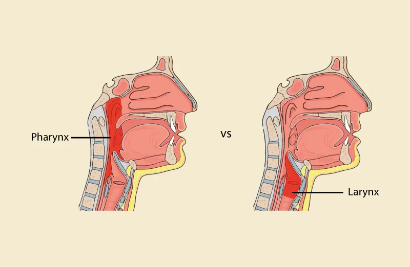 En_Collocations's tweet photo. In Altium PCB design, think of the #Pharynx as the signal #input, guiding data to the #Larynx, which refines and #outputs it. Perfect harmony ensures the design "speaks" with precision. 🎯📡🎙️ #PCBDesign #Altium https://t.co/CErlsLdWpT