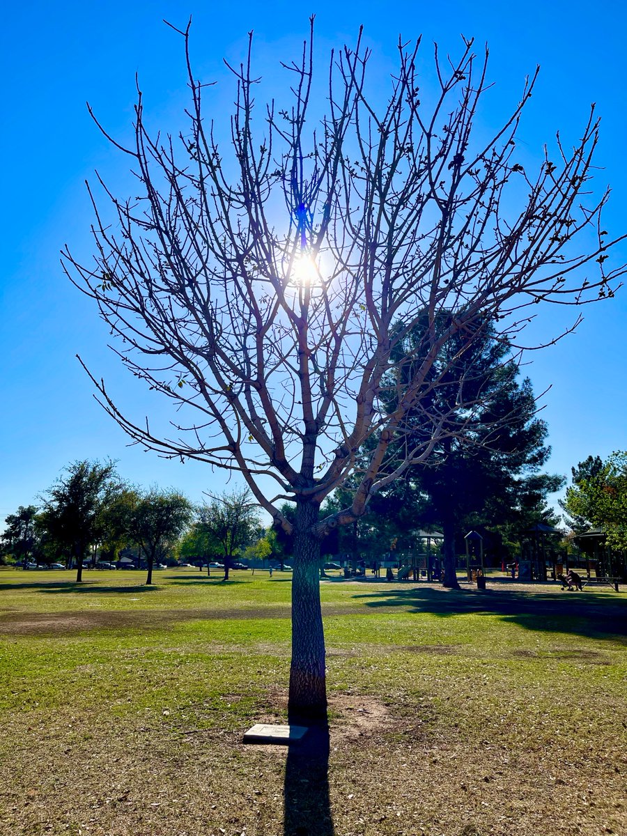 SubduedSnarl's tweet photo. Happy Monday from Phoenix ! ๐
#Photography
#ButlerPark
#NaturePhotography
@ThePhotoHour https://t.co/JUyRrwiCSB
